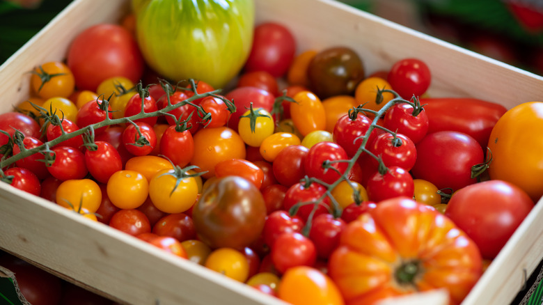 tomatoes of all kinds